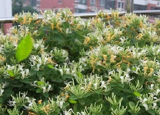 植物百科|金银花是一年生还是多年生