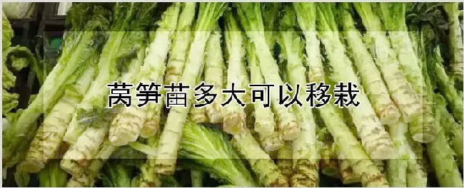 莴笋苗多大可以移栽 | 种植资料