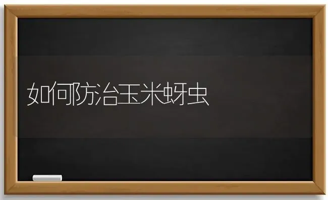如何防治玉米蚜虫 | 粮油作物种植