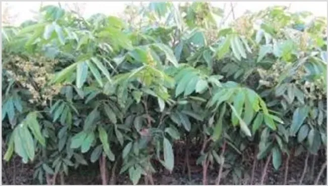 龙眼幼树施肥注意什么 | 种植技术