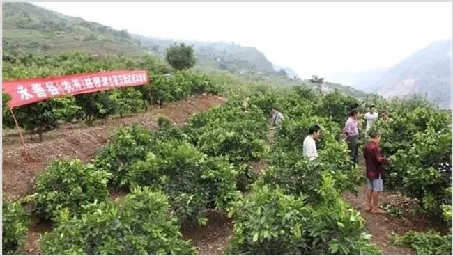 橙子幼树管理技术 | 耕种资料