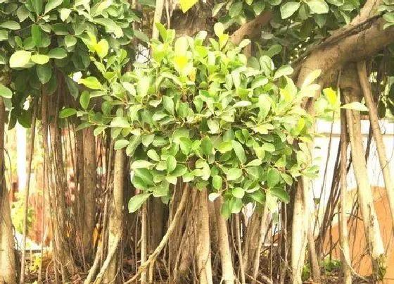植物百科|榕树一年能长多高