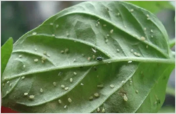 辣椒蚜虫的防治技术 | 种植病虫害