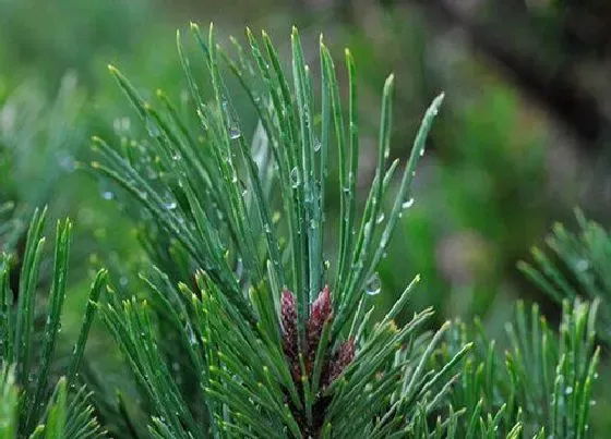 植物百科|针叶松生长在什么地方