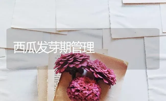 西瓜发芽期管理 | 瓜果种植