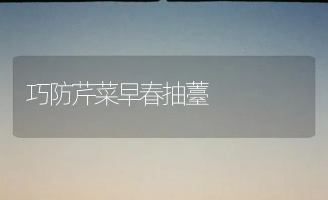 巧防芹菜早春抽薹 | 蔬菜种植