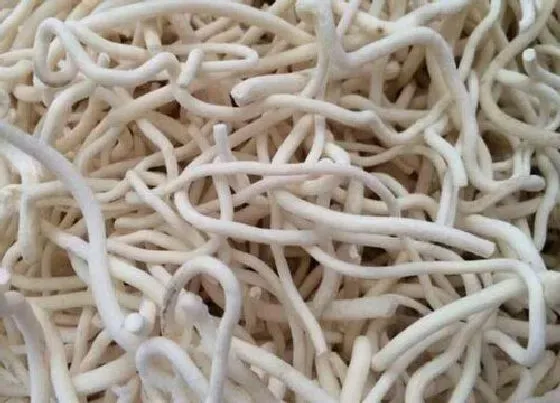 植物百科|通草是什么草