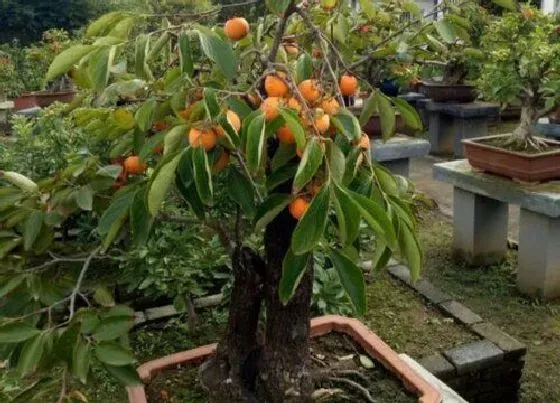 植物嫁接|柿子树几月份嫁接最好，柿子果树嫁接方法和最佳时间）