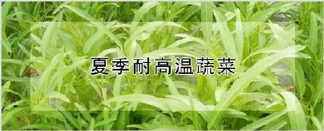 夏季耐高温蔬菜 | 农业科普