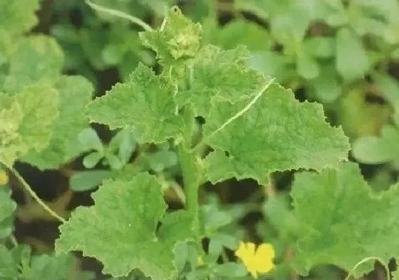 植物病害|甜瓜病毒病症状与防治方法