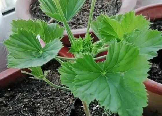 花朵诊疗|蝴蝶梅不开花怎么办