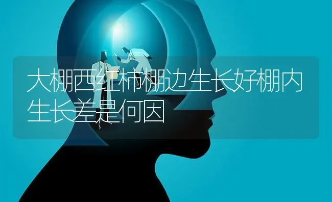 大棚西红柿棚边生长好棚内生长差是何因 | 蔬菜种植