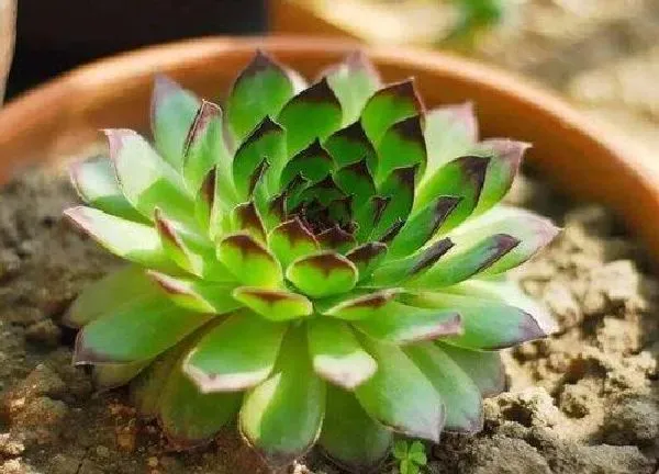 植物浇水|观音莲水浇多了怎么办