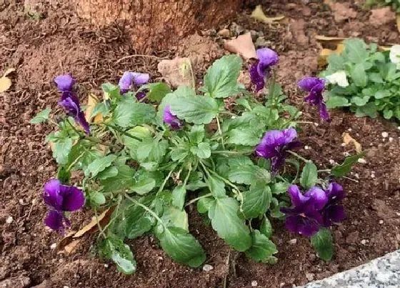 绿植|小阳台适合种什么植物