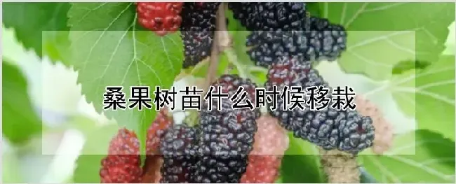 桑果树苗什么时候移栽 | 养殖技术