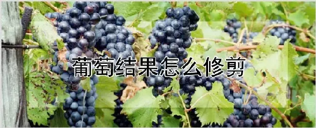 葡萄结果怎么修剪 | 自然知识