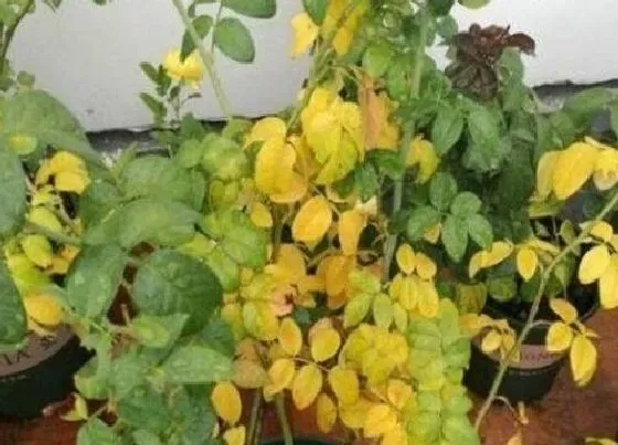 植物虫害|月季病虫害防治方法与技术