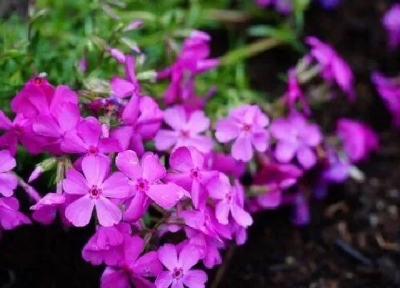 植物繁殖|芝樱怎么繁殖方法和注意事项