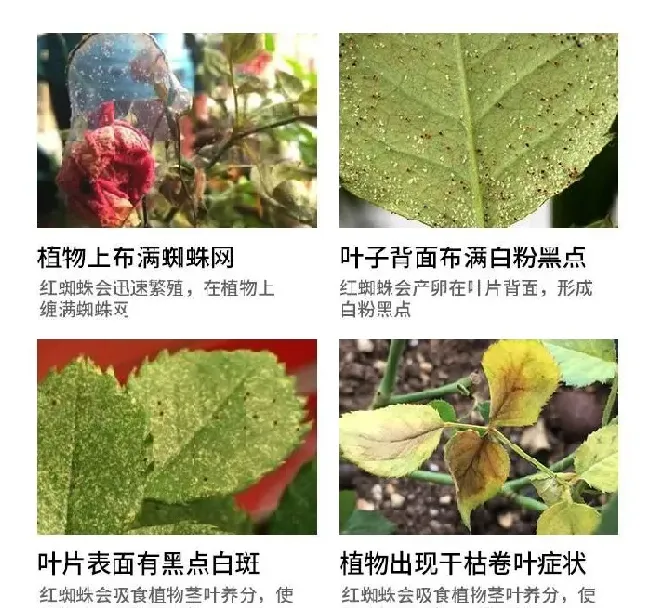 植物虫害|防治红蜘蛛效果比较好的药剂（用什么农药能根治红蜘蛛）