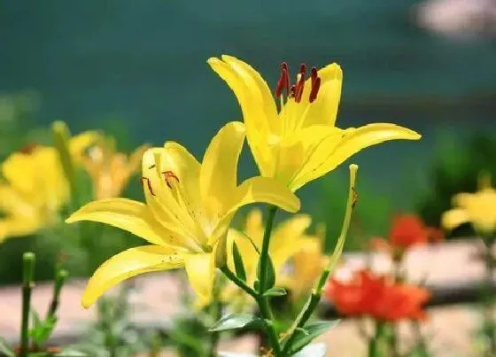 植物毒性|黄百合有毒吗 可以放在室内养吗
