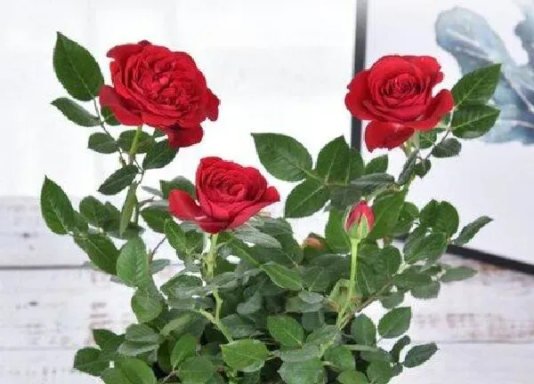 养殖方法|月季花怎么养才开花
