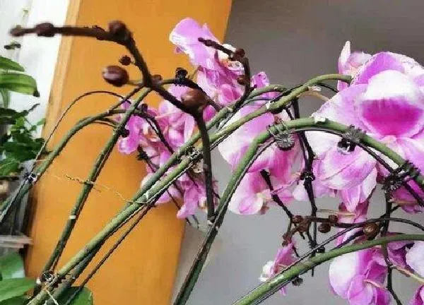 养殖科普|蝴蝶兰喜阳光吗