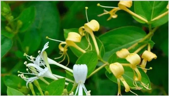 金银花种植要点 | 农业科普