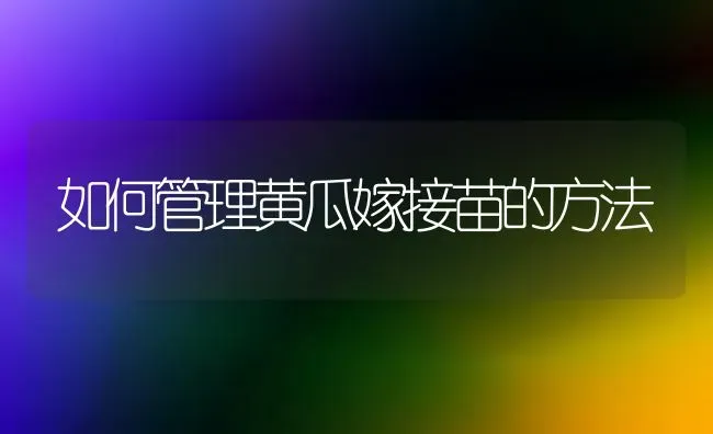 如何管理黄瓜嫁接苗的方法 | 蔬菜种植