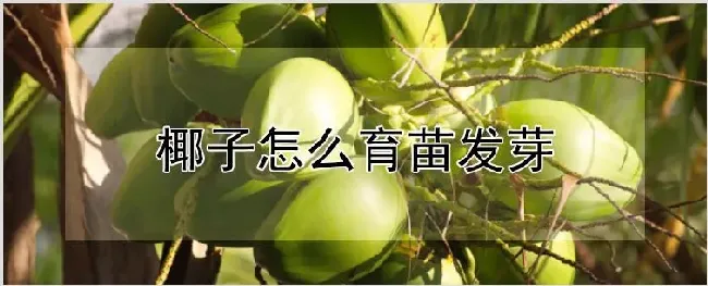 椰子怎么育苗发芽 | 耕种资料