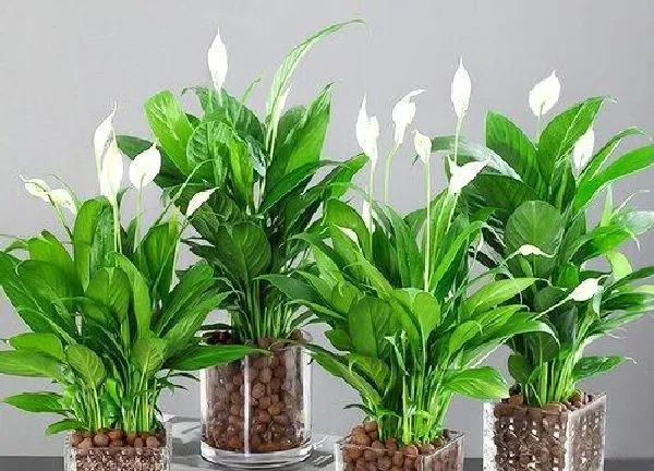 养殖科普|什么花喜阴不需要阳光 适合在室内养的耐阴花卉植物