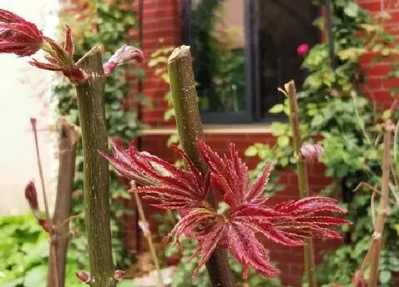 花期|红枫花期是什么时候