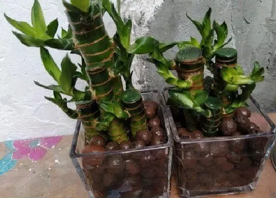 植物毒性|转运竹有毒吗 能在家里养吗