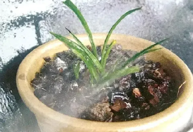植物虫害|花盆蚂蚁消灭最简单方法（消灭盆里蚂蚁最高效最彻底方法）