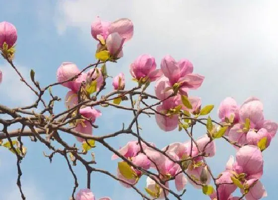 插花|玉兰枝条泡水能开花吗（白玉兰枝条泡水能生根吗）