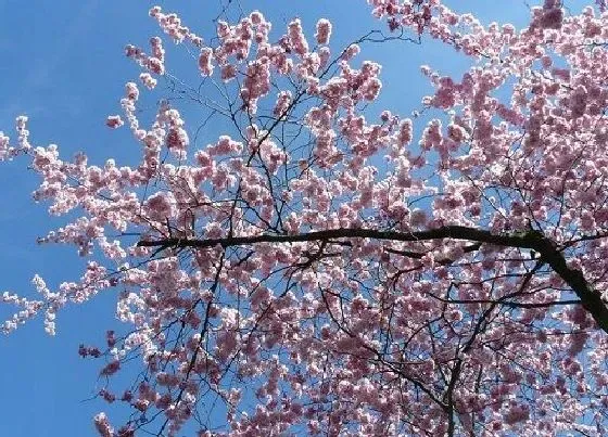 花语|代表纯洁与神圣的花（什么花的象征纯洁高雅与美好）