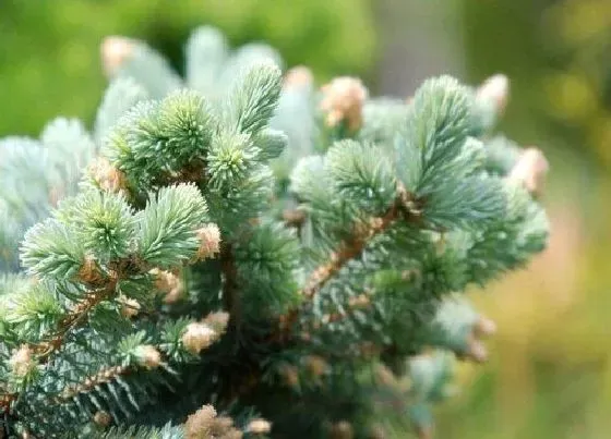 植物百科|针叶松生长在什么地方