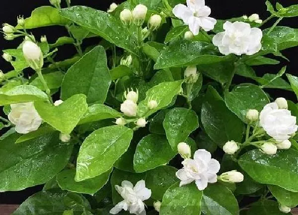 植物浇水|茉莉花可以浇啤酒水吗