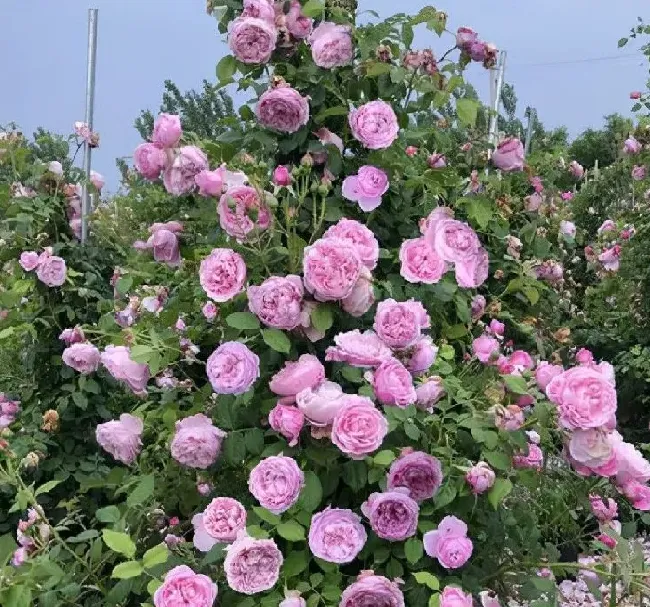 植物种类|十大浓香型月季花香味排名（月季花香味浓郁第一名品种）