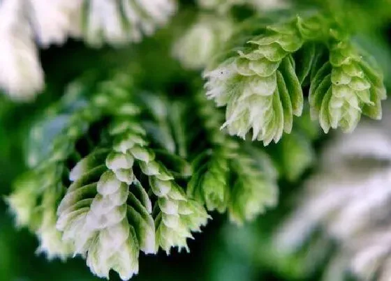 植物寓意|代表执着的植物有哪些