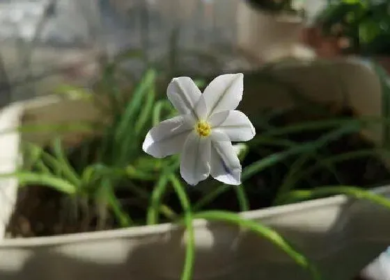 开花时间|花韭什么时候开花