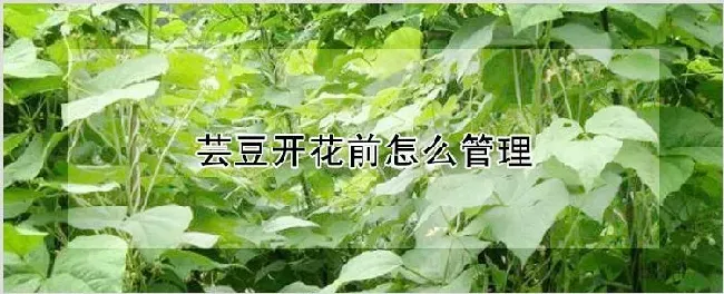 芸豆开花前怎么管理 | 种植技术