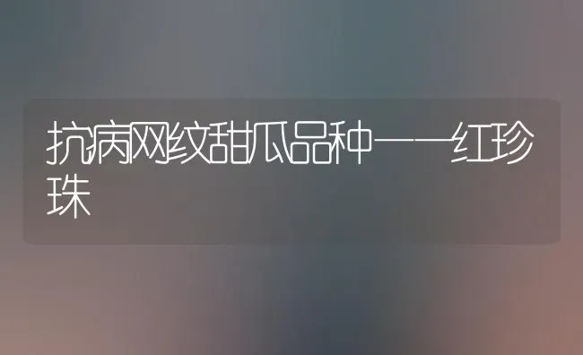 抗病网纹甜瓜品种——红珍珠 | 瓜果种植