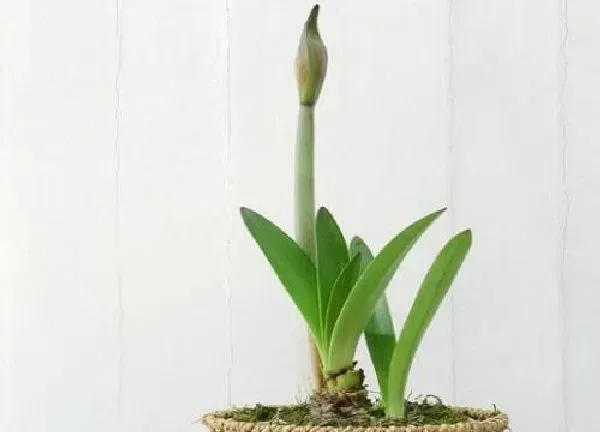 养殖科普|朱顶红喜水吗 属于喜水植物吗
