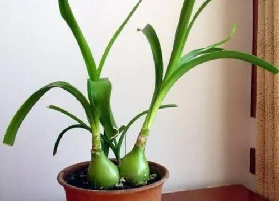 植物修剪|万年青怎么修剪方法