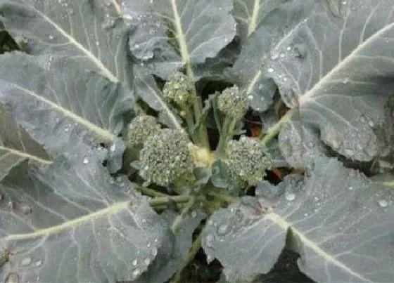 植物施肥|西兰花追肥用什么肥料好