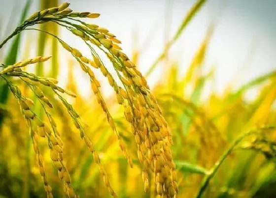 植物施肥|种水稻用什么肥料最好