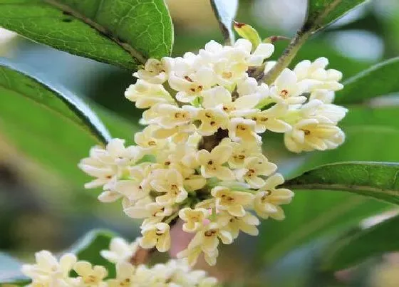 植物排行|什么品种桂花最好看好养活 常见有几个品种