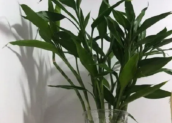 摆放常识|富贵竹放客厅哪里最好（家里富贵竹哪些位置不适合摆放）