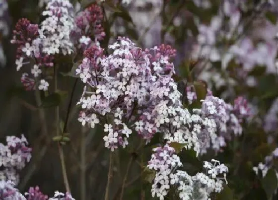 花语|丁香花花语及代表意义