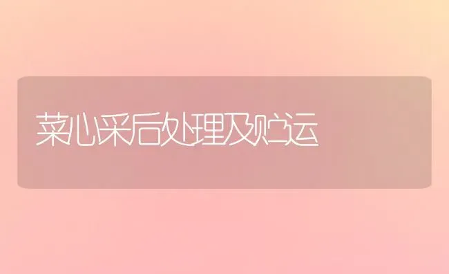 菜心采后处理及贮运 | 蔬菜种植